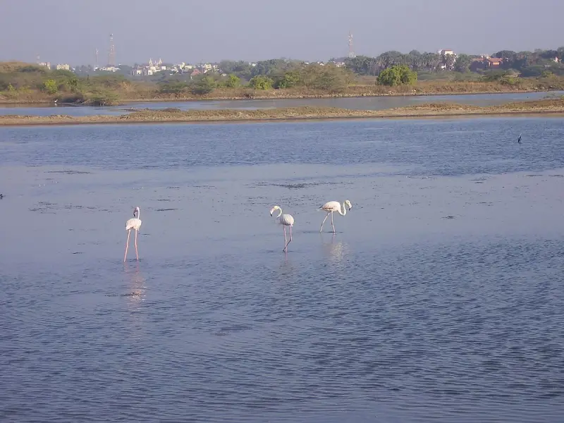 ફુદમ પક્ષી અભયારણ્ય, દીવ