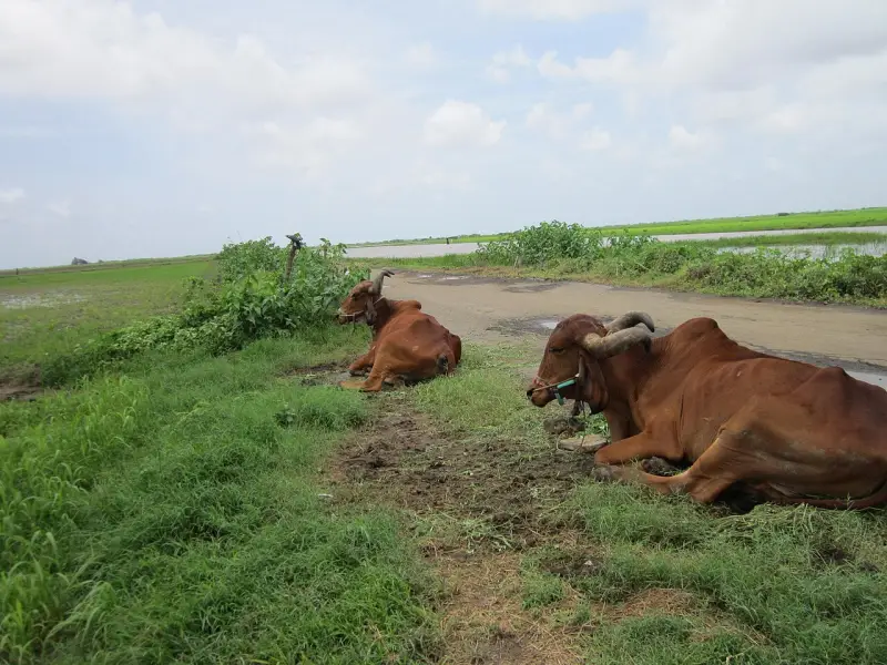 ઘેડ પંથક