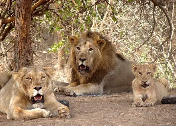 સાસણ ગીર રાષ્ટ્રીય ઉદ્યાન